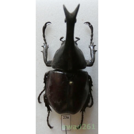 Xylotrupes gideon Linnaeus, 1767 50mm Thailand23a